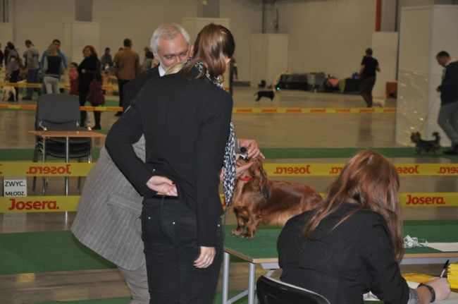 Jamnik d�ugow�osy NAILA